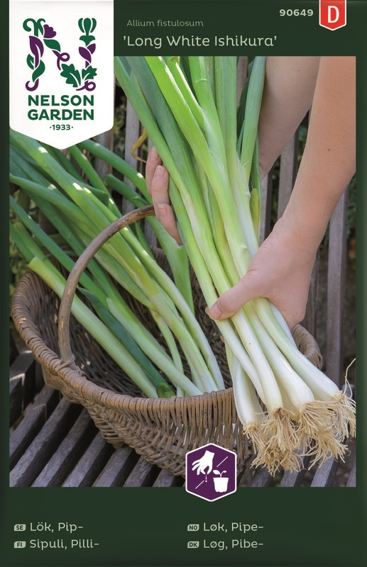 Lök, Pip-, Long White Ishikura