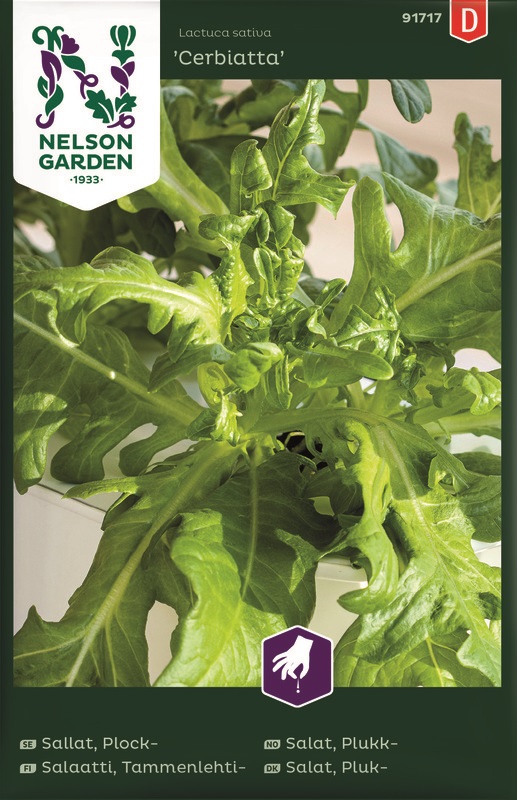 Sallat, Plock, Cerbiatta