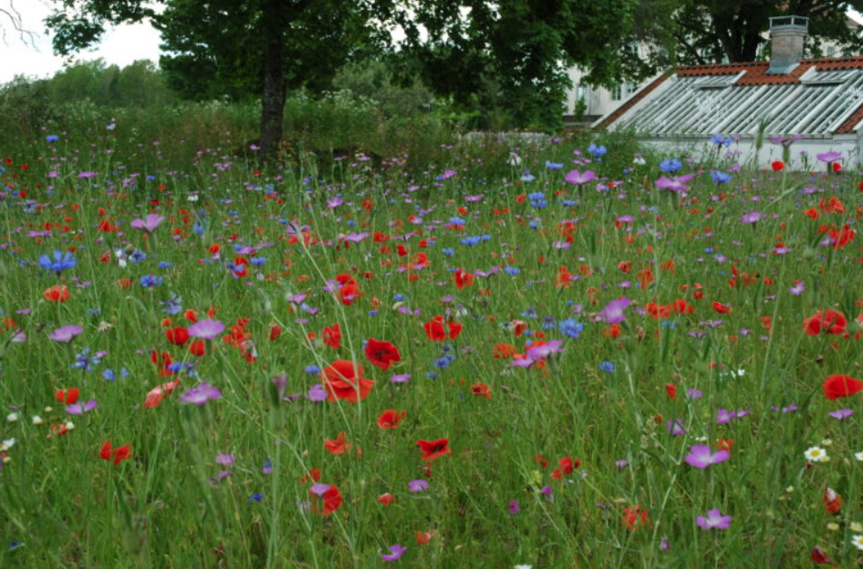 Skånefrö Ängsfrö Blomsteråkerfrö 111 1KG
