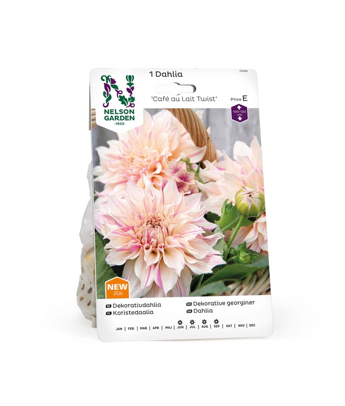 Dahlia Hög dek. Cafe au Lait Twist