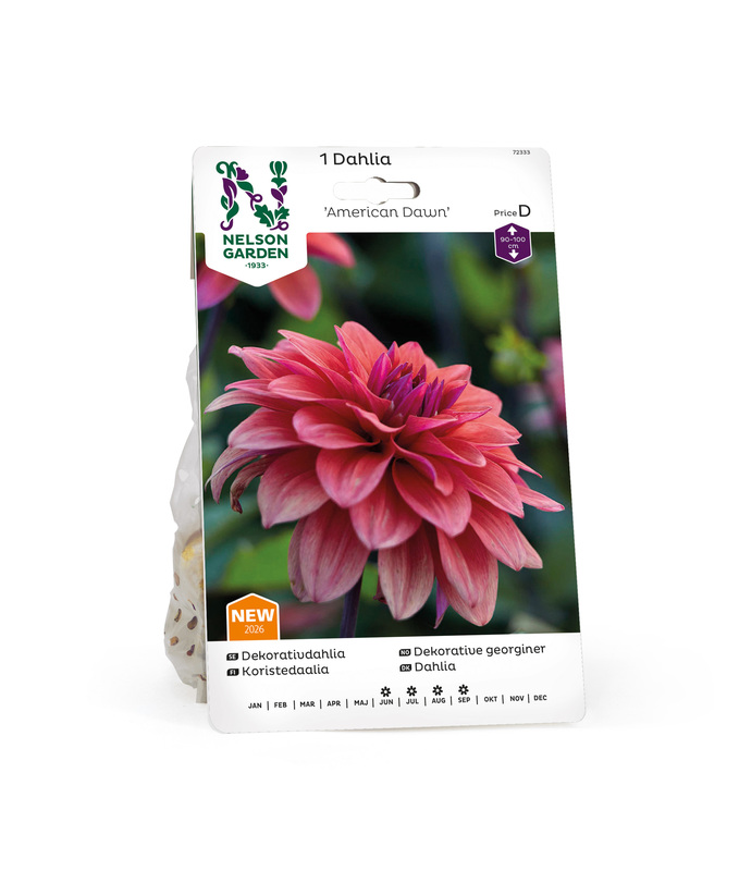 Dahlia Låg dek. American Dawn, Rödgul