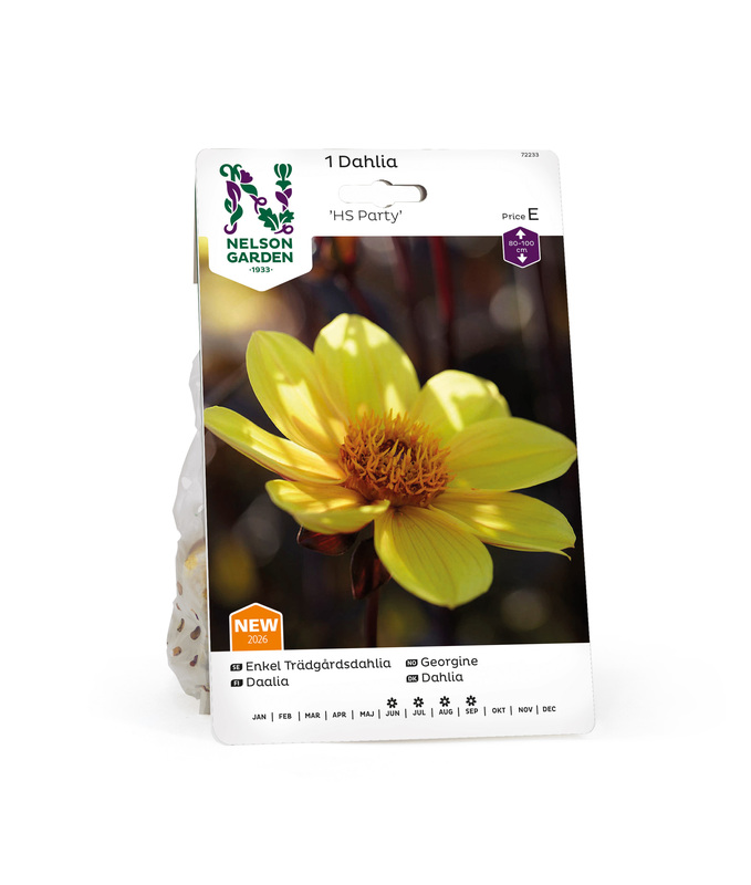 Dahlia Låg enkel, HS Party, gul 1st