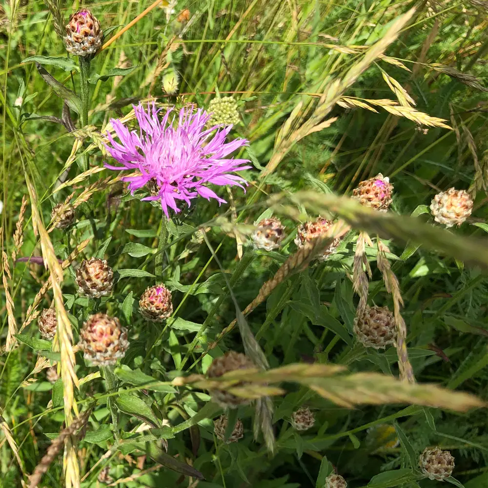Ängsfröbl 6709 1 kg Frisk-torr jord N:a Sv