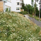 Ängsfröbl 6709 1 kg Frisk-torr jord N:a Sv