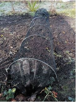 Nättunnel mot skadedjur i planteringar