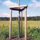 Granstör 2,4m 7 cm (ljusblå spets)