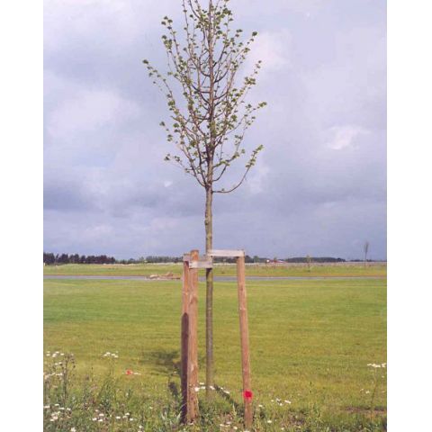 Granstör rund med spets i ena änden