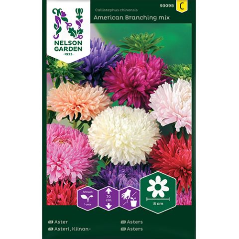 Aster, Busk, Amerikansk, v22