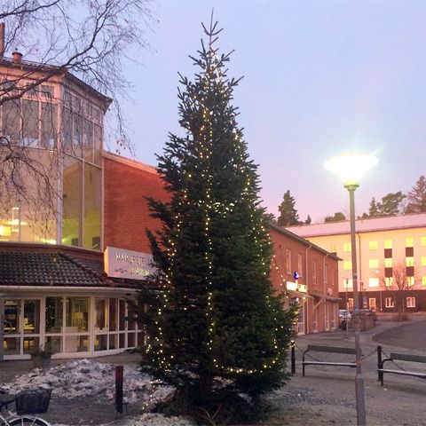 Kungsgran 6-7m Odlad Lila Premium