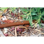 Rainbird Droppslang