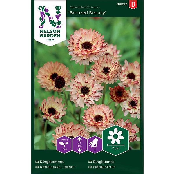 Ringblomma, Bronzed Beauty, v30