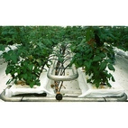 Tryckreglerande Drippers 2l/h grå/brun