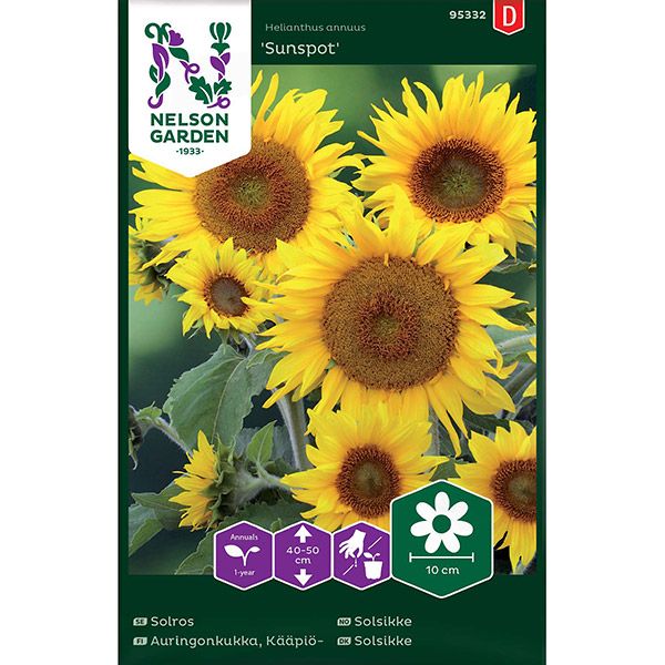 Solros, Sunspot, låg, v26