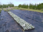 Markväv 1,65x100m 100g