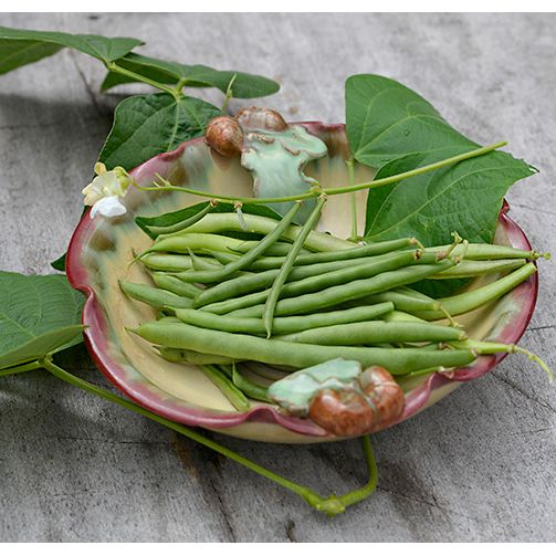 Böna, Bryt-, Cogito, v24