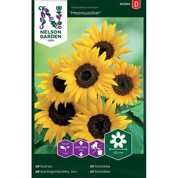 Solros, Moonwalker, hög, v26