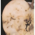 Feromonfälla Rönnbärsmal