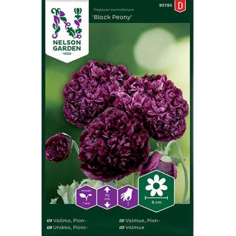 Vallmo, Pion-, Black Peony, v30