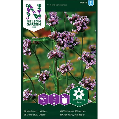 Verbena, Jätte-, v17