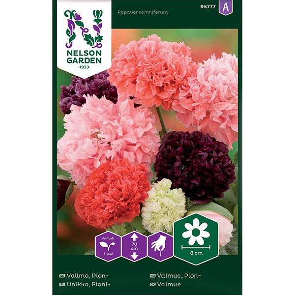 Vallmo, Pion-, bl färger, v30