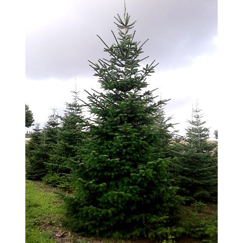 Kungsgran 3-3,5m Odlad Lila Premium