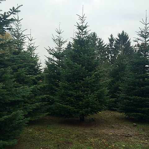 Kungsgran 4-4,5m Odlad Lila Premium