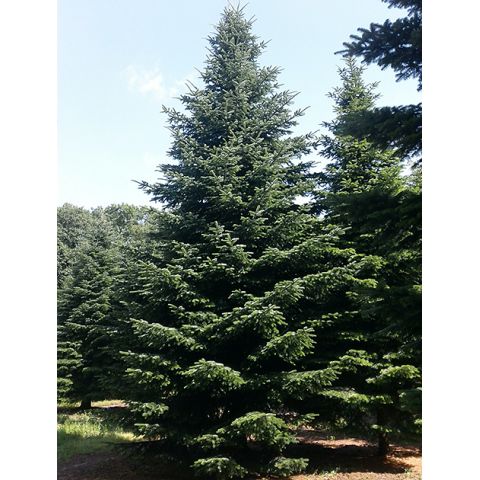 Kungsgran 7-8m Odlad Lila Premium