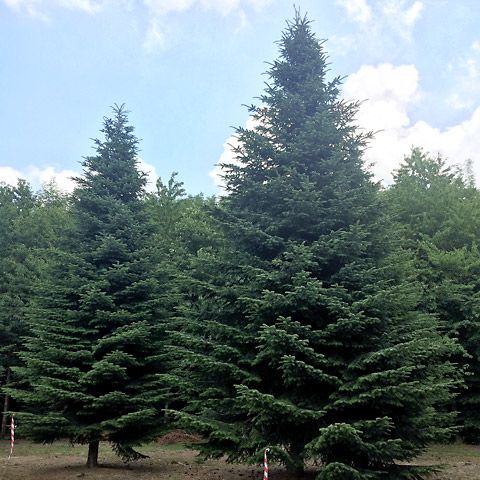 Kungsgran 8-9m Odlad Lila Premium