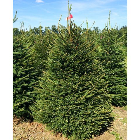 Äkta Julgran Premium 190-240cm (Gul)