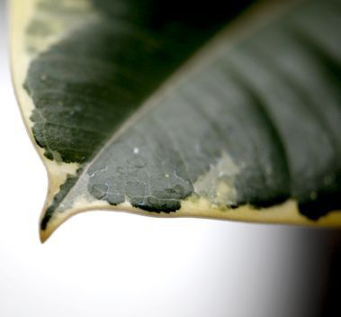 Hasselfors P-jord 50 L