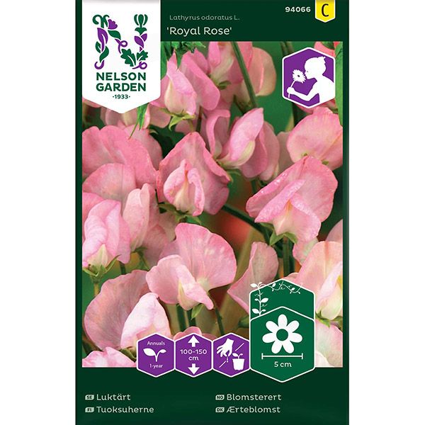 Luktärt, Royal Rose, rosa, v26