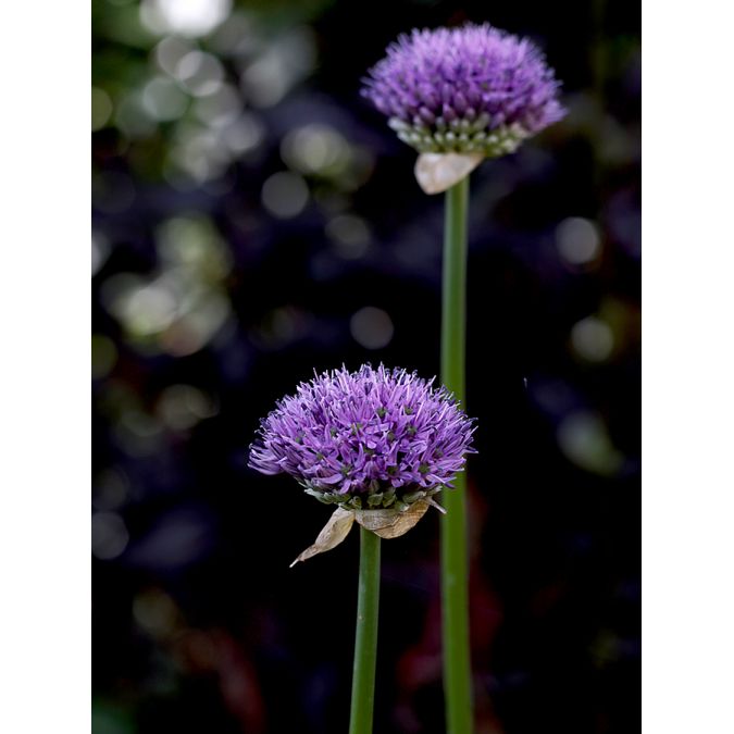 Allium aflatunense Purple Sensation 12/14 Lila ca 80 cm - (50p)