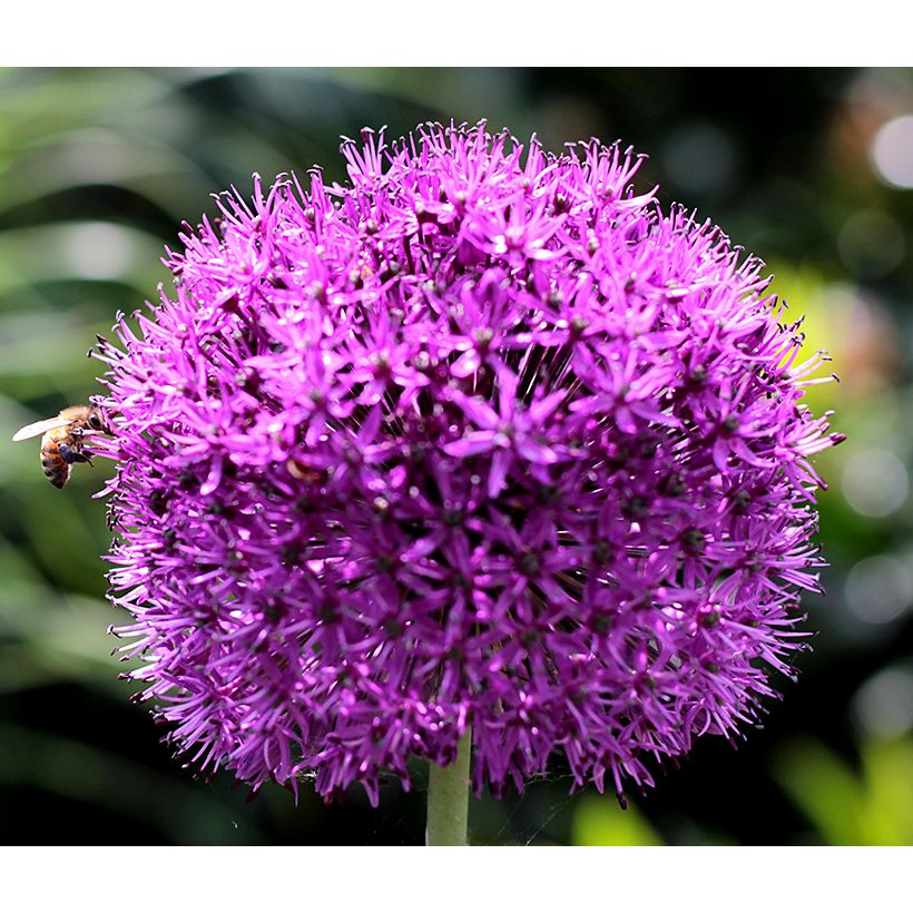 Allium aflatunense Purple Sensation 12/14 Lila ca 80 cm
