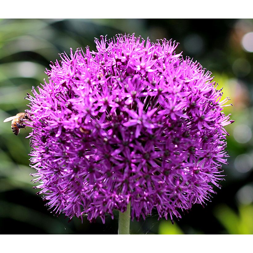 Allium aflatunense Purple Sensation 12/14 Lila ca 80 cm - (50p)