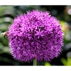 Allium aflatunense Purple Sensation 12/14 Lila ca 80 cm - (50p)
