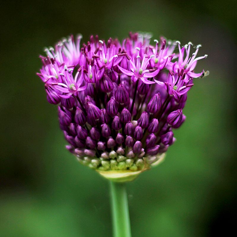 Allium aflatunense Purple Sensation 12/14 Lila ca 80 cm - (50p)