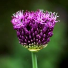 Allium aflatunense Purple Sensation 12/14 Lila ca 80 cm - (50p)