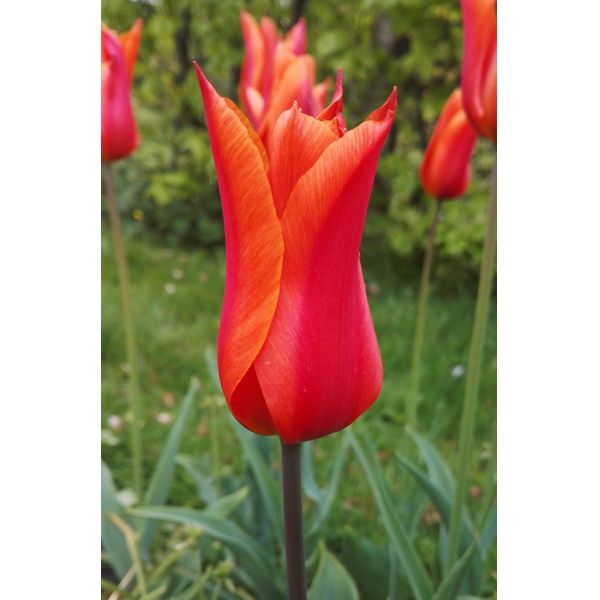 Tulpan Ballerina I Liljeblom Orange/Gul - 50p