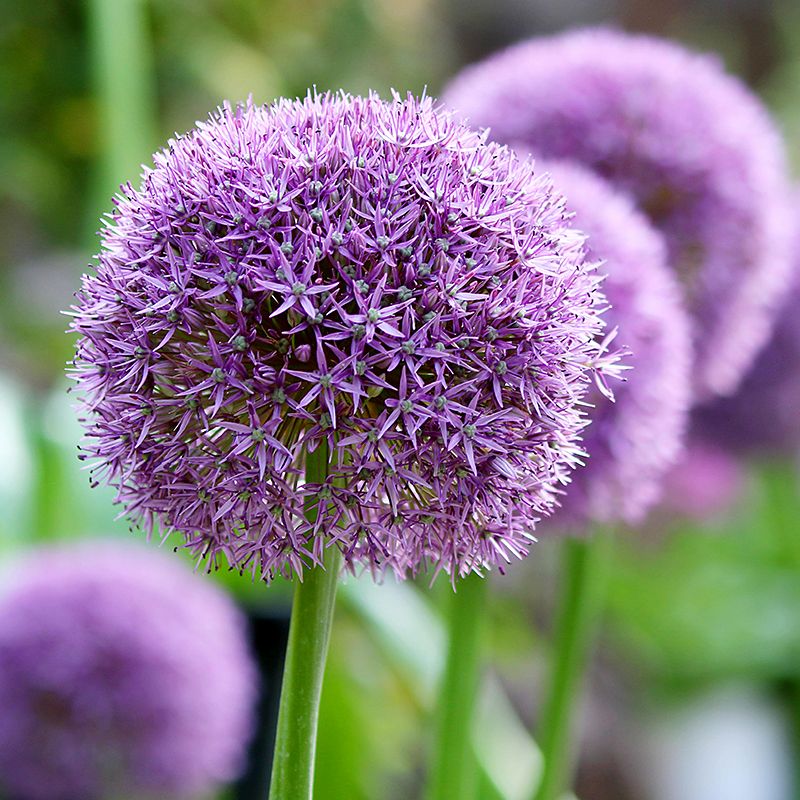 Allium Giganteum 20+ Lila ca 150 cm - 25p