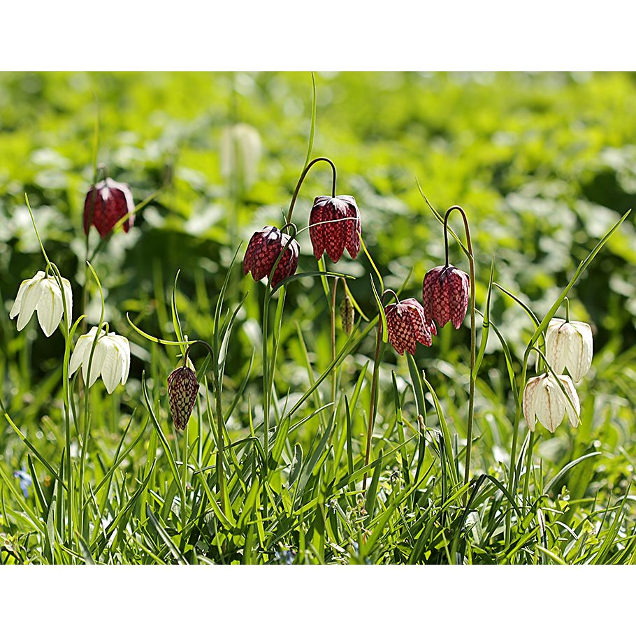 Frittilaria meleagris mix 7+ Lila/ Vit - 100p
