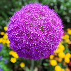 Allium Gladiator 20+ ca 120 cm - 25p