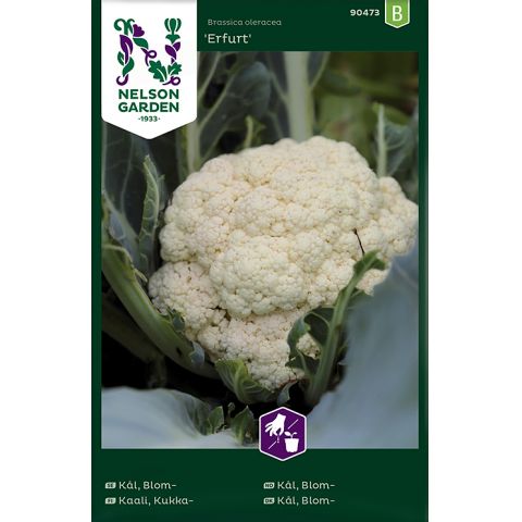 Kål, Blom-, Erfurt, v24