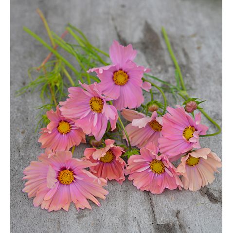 Rosenskära, Apricotta, v22