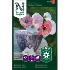 Vallmo, Korn-, Mother of Pearl, v30