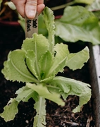 Sallat, Romersk Globus v30)