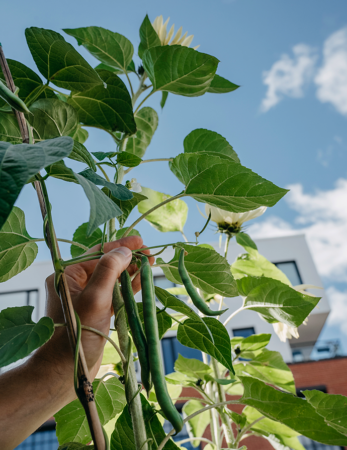 Böna, Störbryt-, Blue Lake, v26