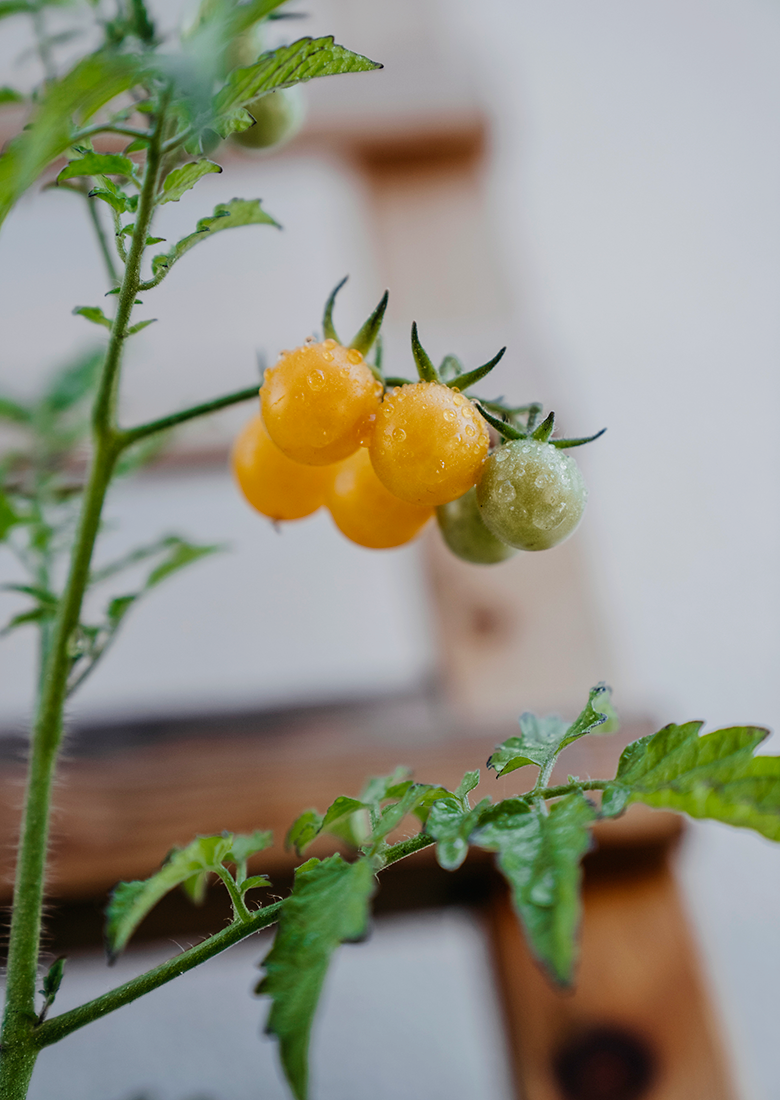 Tomat Hög  Golden Currant Organic v17