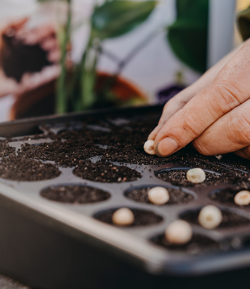 Ärt, brytsocker Nairobi v26