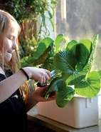 Startpaket hydroponisk odling Harvy3 vit 39cm