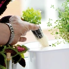 Startpaket hydroponisk odling Harvy3 vit 39cm